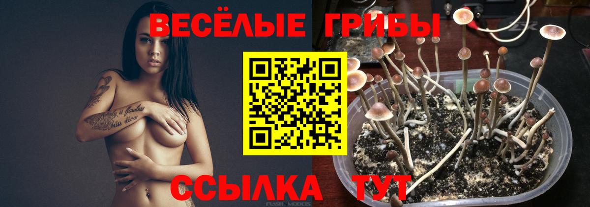 Брянск  Псилоцибиновые грибы мицелий  Вход с VPN  где купить наркоту  Галлюциногенные грибы Cubensis 